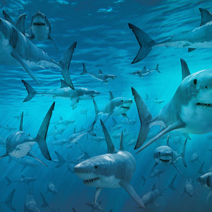 Team Page: Sheldon Sharks